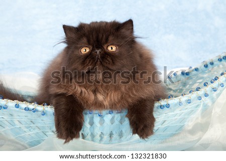 Black Persian kitten sitting inside blue beaded basket on blue background