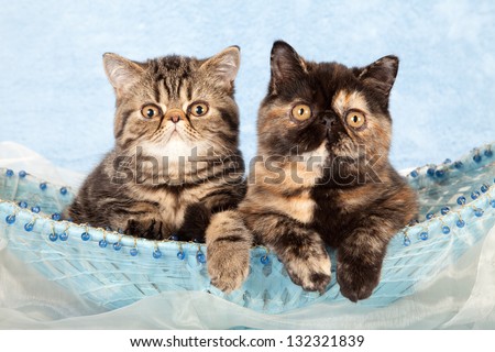 Exotic kittens sitting inside blue beaded basket on blue background