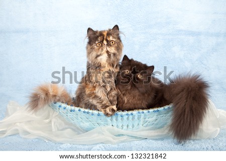 Persian kittens sitting inside blue beaded basket on blue background