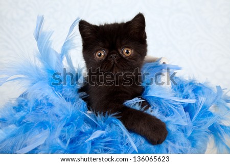 Black Exotic kitten sitting inside container with blue feather boa on pale blue background