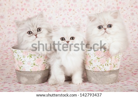 Two Silver Chinchilla Persian kittens with floral vases containers on floral background cloth