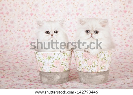Two Silver Chinchilla Persian kittens with floral vases containers on floral background cloth