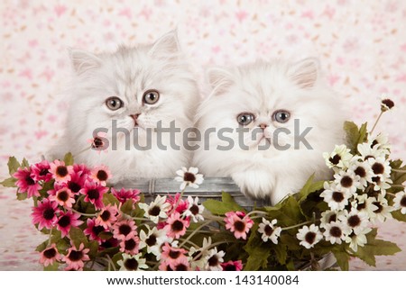Two Silver Chinchilla Persian kittens sitting in blue basket with pink and white small flowers on floral background