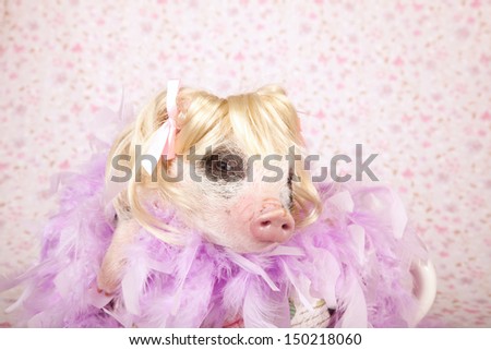 Mini pocket teacup piglet wearing blonde wig with feather boa sitting inside large cup