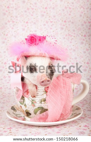 Mini pocket teacup piglet wearing a hat sitting inside large cup and saucer on pink floral background