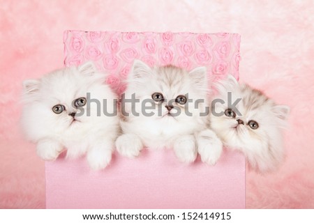 Silver Chinchilla Persian kittens sitting in pink gift box on pink background