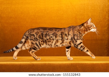 Brown spotted tabby Bengal cat on gold background