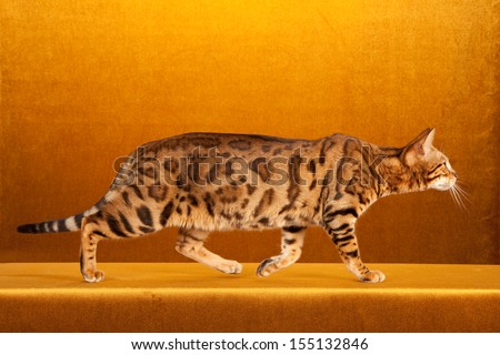 Brown spotted tabby Bengal cat on gold background