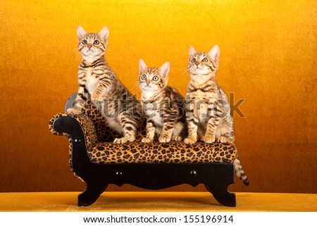 Brown spotted tabby Bengal kittens sitting on miniature chaise sofa on gold background