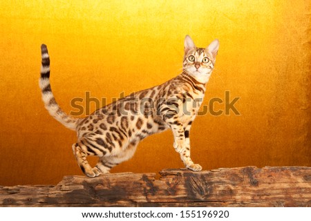 Brown spotted tabby Bengal standing on wooden log on gold background