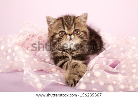 Brown tabby Exotic kitten lying on pink ribbon on lilac pink background