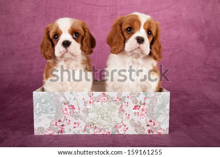 Cavalier king Charles spaniel puppies sitting in gift box on light grape background