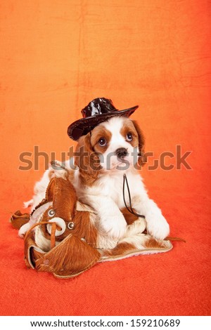 Cavalier king Charles spaniel puppy with miniature horse saddle and black cowboy hat on orange background