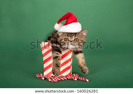 Tired Brown tabby Exotic kitten with Santa cap hat sitting inside Christmas vase container with candy canes on green background