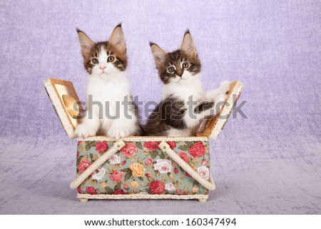 Two Maine Coon kittens hugging while sitting inside basket on lilac light purple background