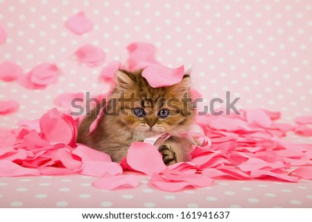 Golden Chinchilla Persian kitten with pink rose petals on pink background for Valentine theme