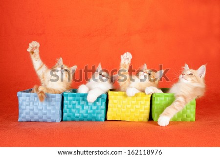 Maine Coon kittens sitting inside small colorful woven baskets on orange background