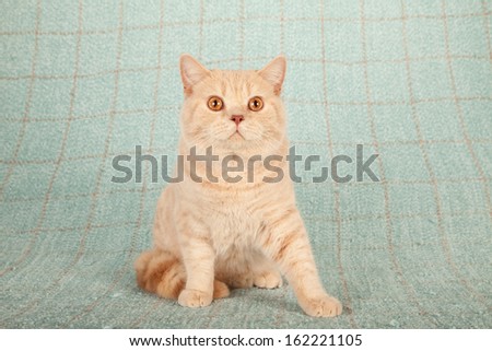 Cream British Short hair cat lying down on light blue green check background