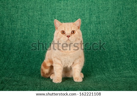 Cream British Short hair cat lying down on light blue green check background