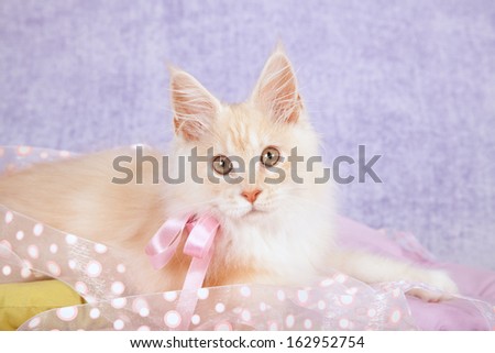Cream Maine coon cat with pink ribbon bow on lilac purple background