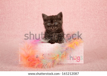 Black smoke kitten standing inside gift box container with feather boa on pink background