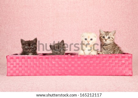Kittens sitting inside long pink woven basket on pink background