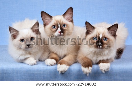 3 Ragdoll kittens in a row on blue background
