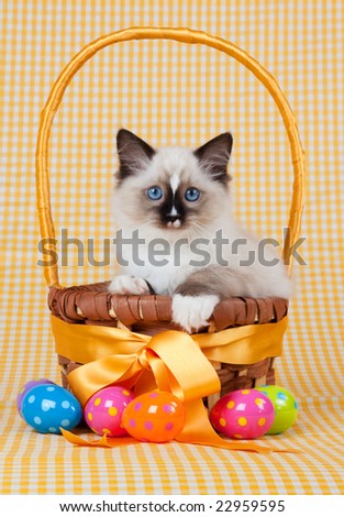 Kitten sitting in Easter basket with easter eggs
