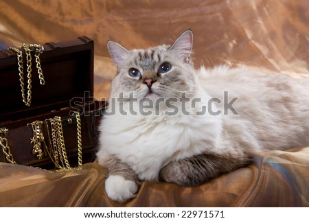 stock-photo-ragdoll-sealpoint-tabby-cat-with-treasure-chest-and-gold-chains-22971571.jpg