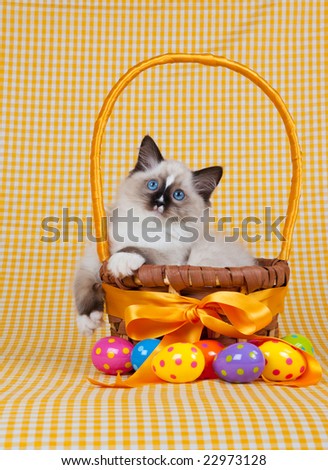 Ragdoll kitten sitting in easter basket with easter eggs