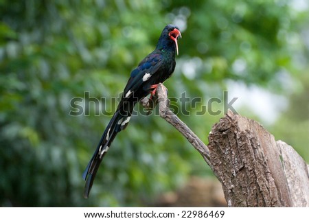 Green red-billed wood hoopoe showing off plumage and tail