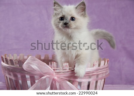 Ragdoll kitten sitting in pink basket