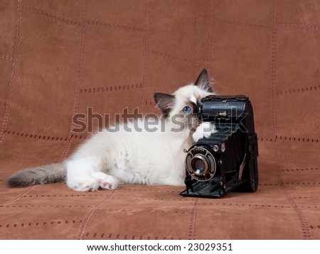 Ragdoll kitten with antique camera on brown suede