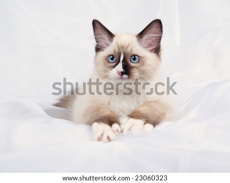Ragdoll kitten on white backdrop showing off white paws