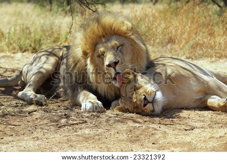 Lion and lioness resting in shade