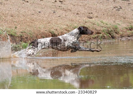 german shorthaired pointer. stock photo : German shorthair