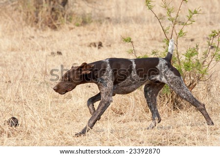 Short Hair Pointer Dogs. short hair pointer dog on