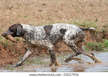 Short Hair Pointer Dogs. short hair pointer dog