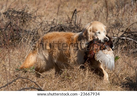 golden retriever for pheasant golden retriever with pheasant retrieved during field trial competition stock photo golden retriever for pheasant golden retriever with pheasant retrieved during field trial competition stock photo