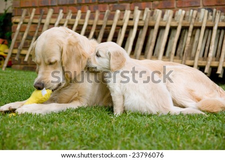 golden retriever dogs puppies. Golden Retriever bitch dog
