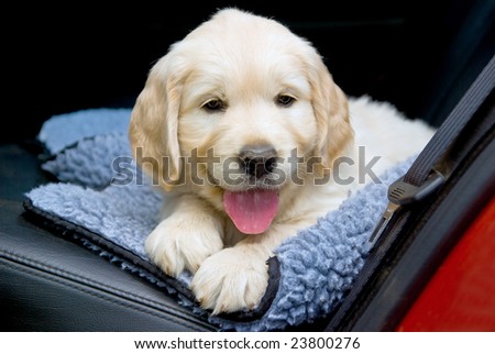 GR Golden Retriever puppy in back of car