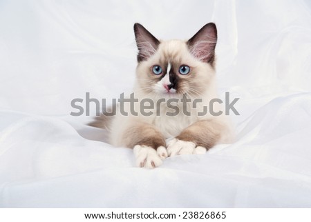 Ragdoll kitten showing off huge white paws