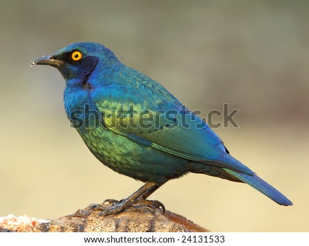 Adult breeding cape glossy starling feeding on log, against dull green yellow natural background