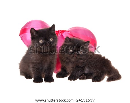 Cute Black And White Kittens. cute black persian kittens