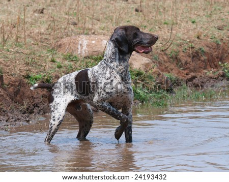 German shorthair short hair pointer dog in classical pointer position trail during competition