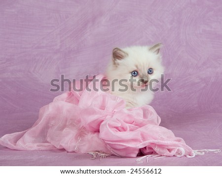 Cute pretty Ragdoll kitten sitting on pink background, wrapped in pink scarf with fringes