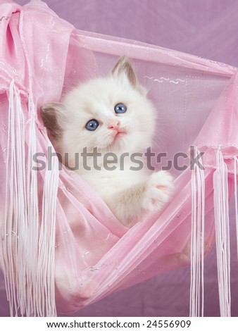 Pink Kitten Hammock 106