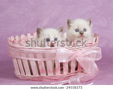 Two cute pretty Ragdoll kittens in pink basket with pink bow