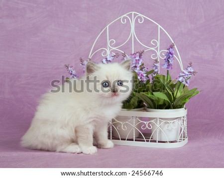 Cute pretty Ragdoll kitten standing on pink fabric background, with white trellis and potter lilac purple flowers