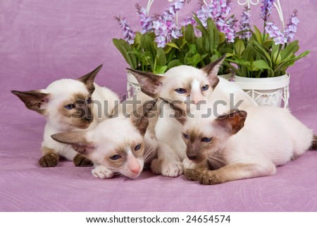 Group of cute Siamese Oriental kittens with flowers on pink background fabric